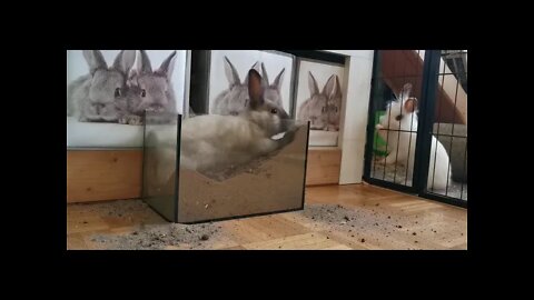 Rabbit Digging Bottle Of Sand to escape