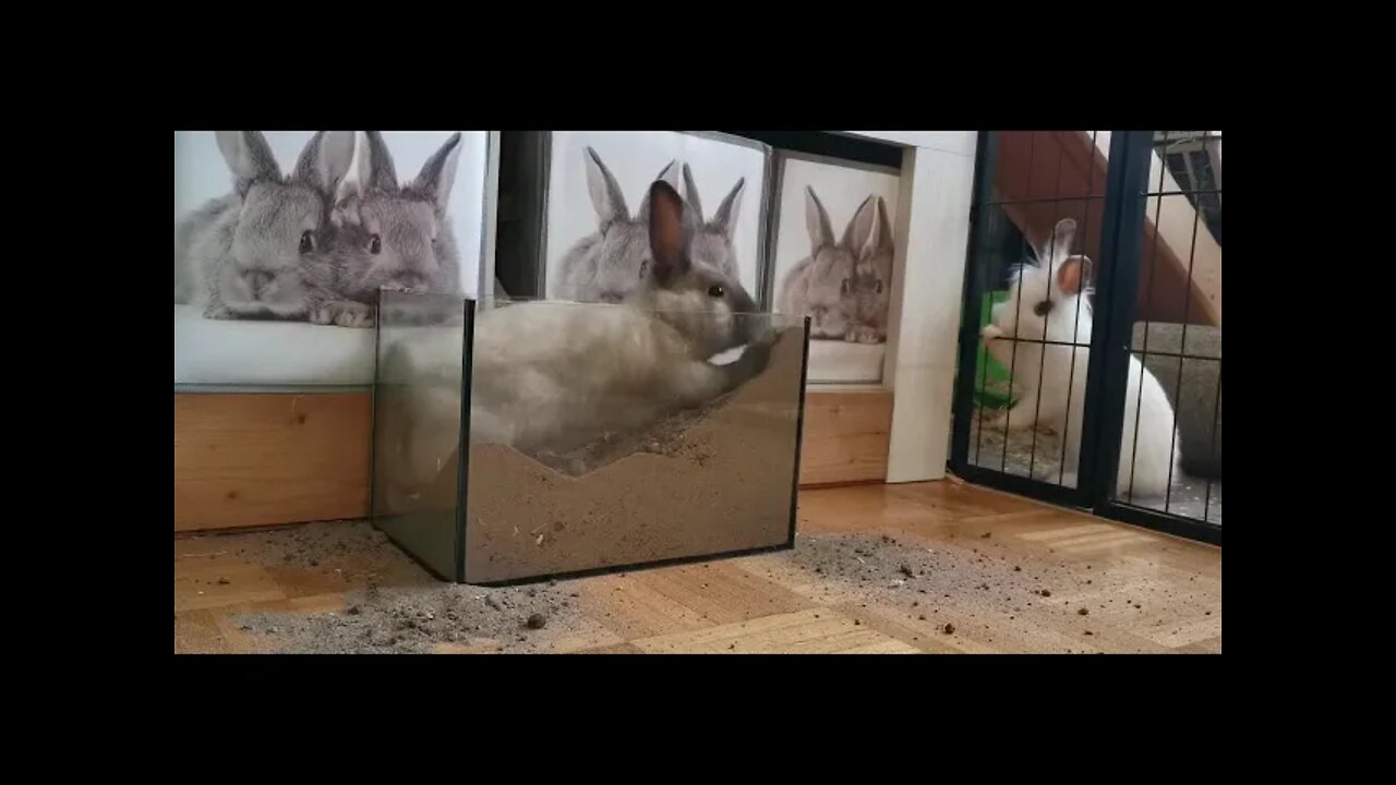 Rabbit Digging Bottle Of Sand to escape