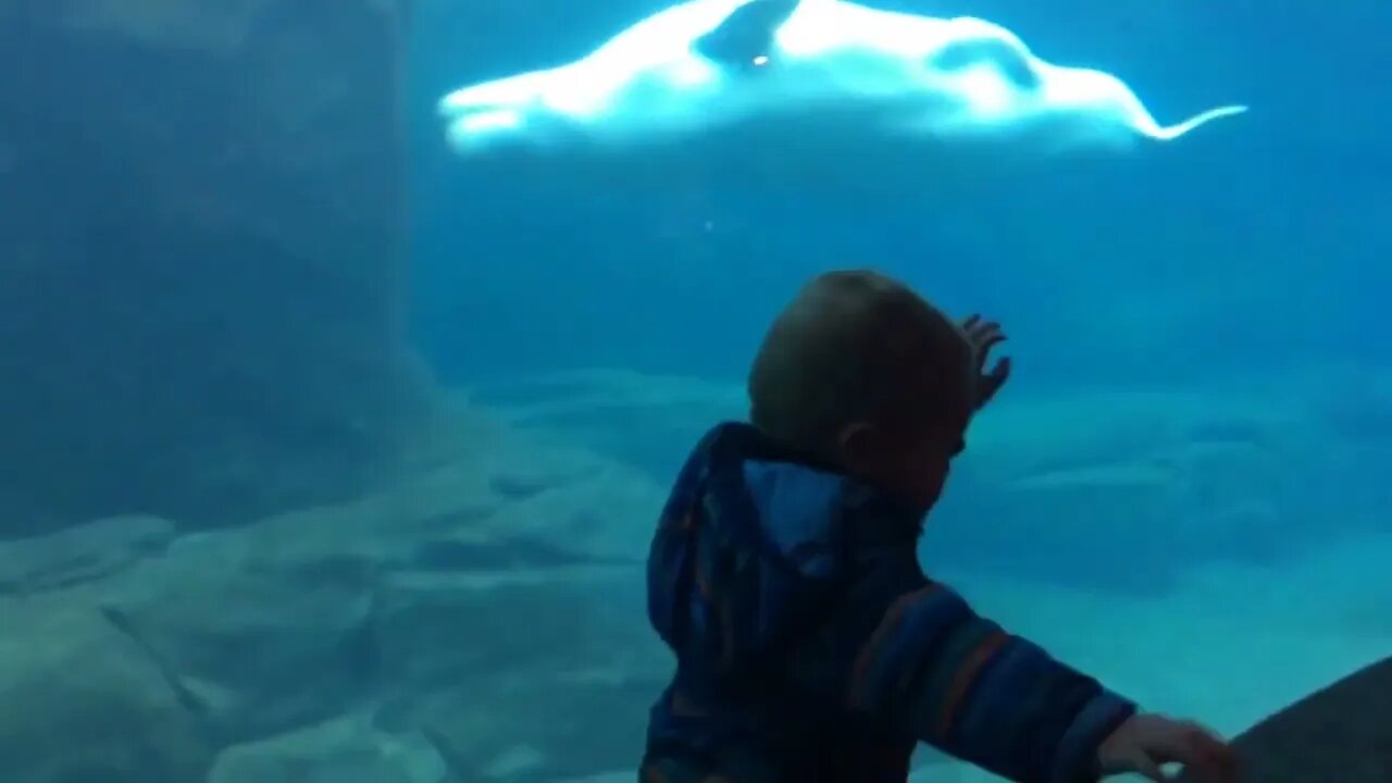 Beluga Whale is AMAZED by Tricks! | Funny Aquarium Videos