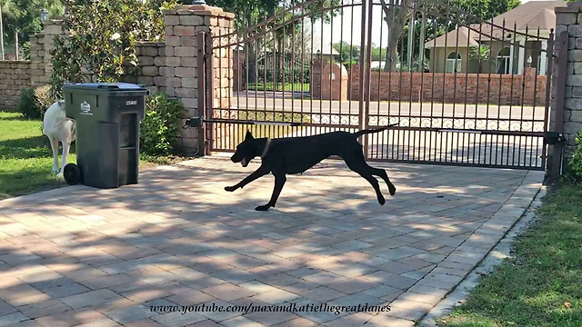 Funny Great Dane Hides from Playful Puppy Doing Newspaper Zoomies