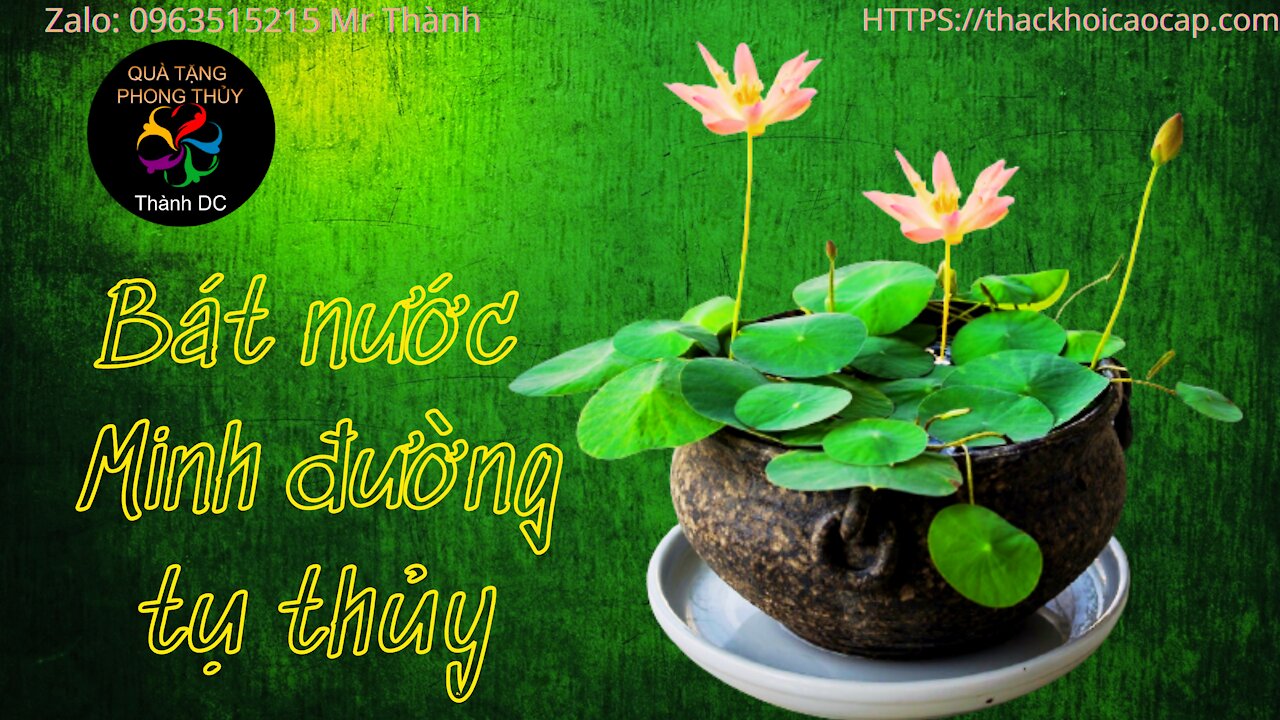 Asian Feng Shui | bowl of lotus water brings much success to you