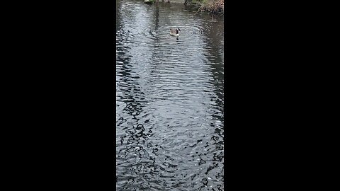 feeding the ducks