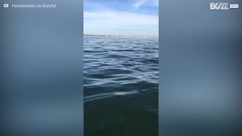 L'impressionante tuffo di una balena