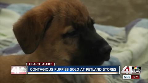 Contagious puppies sold at Petland stores