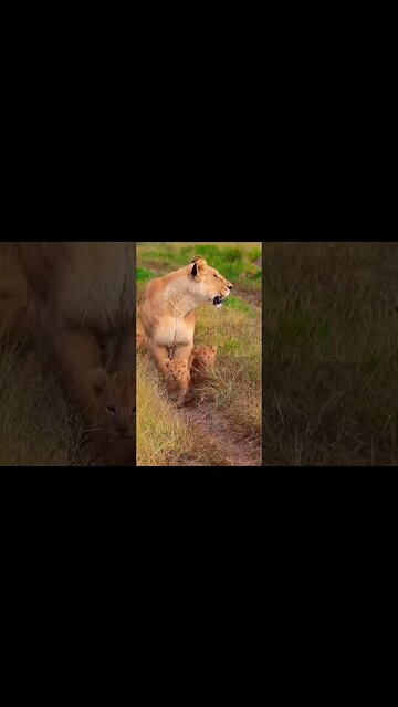 🌾🧡 Family. #shorts #foryou #viral #foryoupage