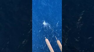 Dinner Time Tiktok hectorzert