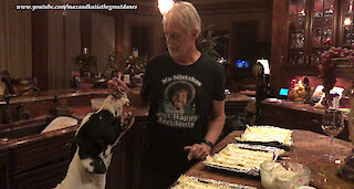 Funny Cat and Great Danes Enjoy Tasting Lasagna Fillings