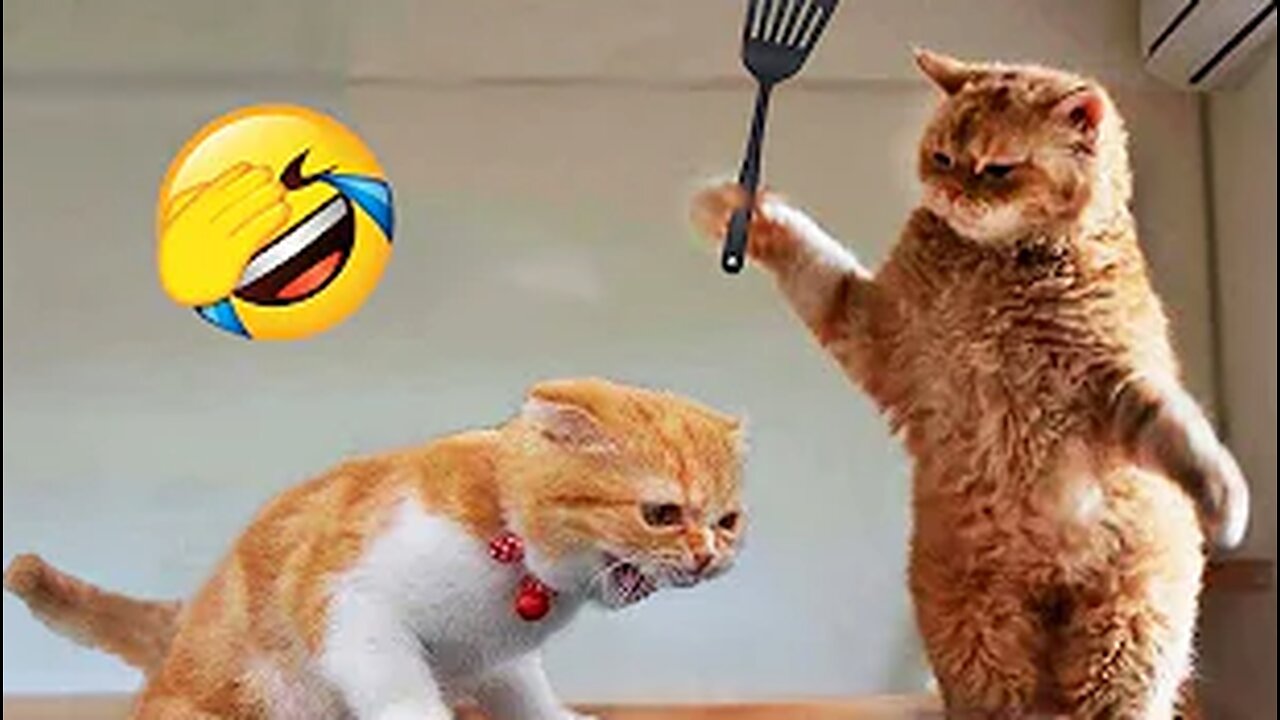 Funniest Animals π
New Videos of Funny Dogs and Cats πΈπΆ Part 1