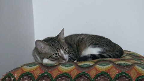 In the Evening Cat Watches Mom while She Cooks