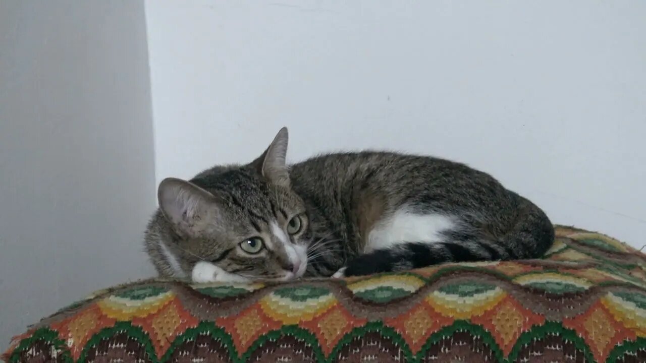 In the Evening Cat Watches Mom while She Cooks