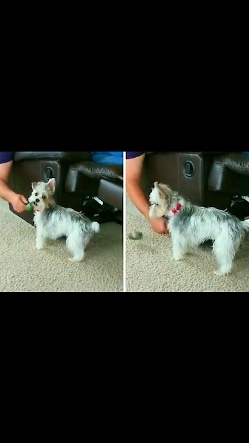 Sebastian caught in the act making a mess while trying to disguise