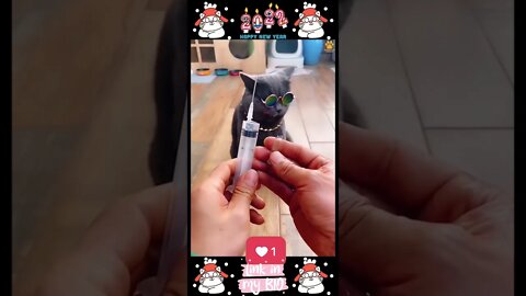 #01_😂😹😂 #Cute #Animals #For #When #You #Are #Stressed 😂😹😂 (#2022)