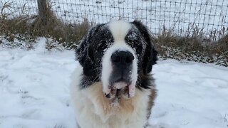 Snow face - St. Bernard loves the cold snow