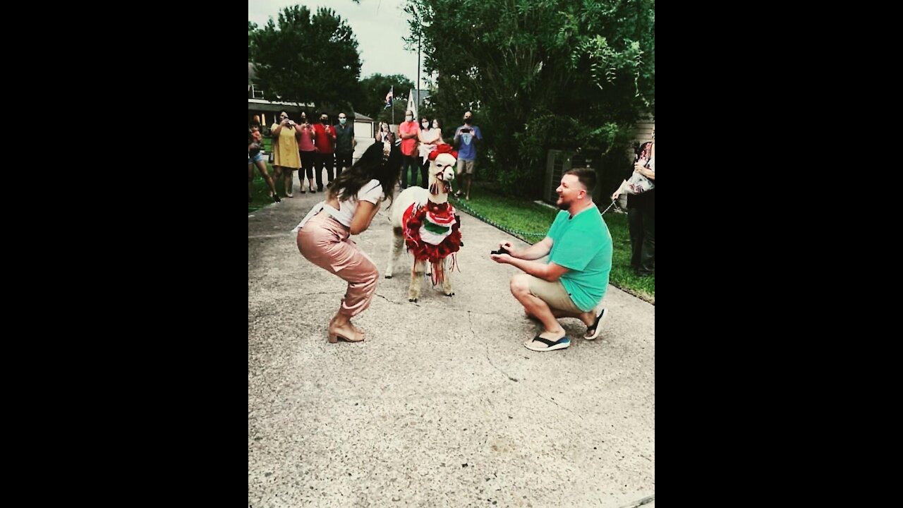 Alpaca birthday gift turns into surprise wedding proposal