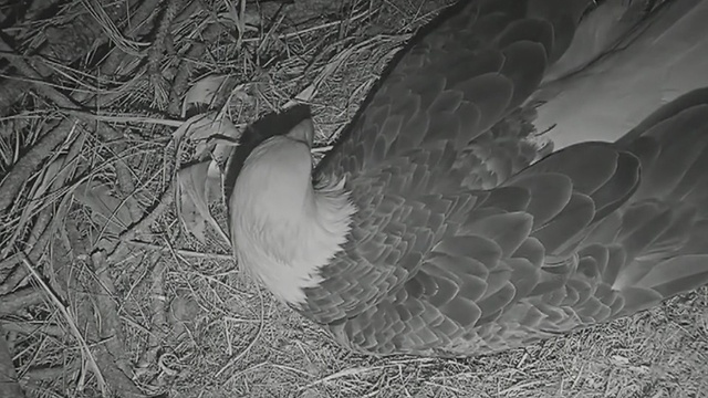 SWFL Eagle Watch