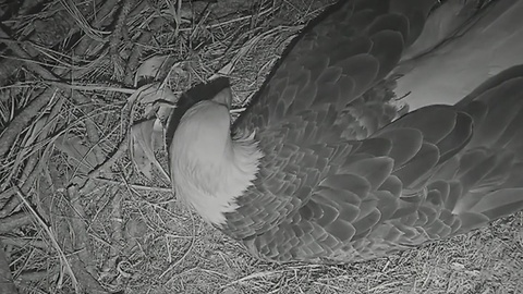 SWFL Eagle Watch