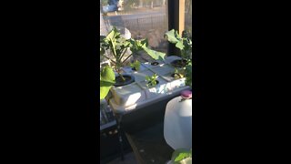 My first hydroponic garden ‼️. No electricity needed