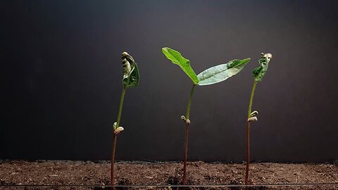 Corn time lapse - 12 days - Plant time lapse series #greentimelapse #gtl #timelapse