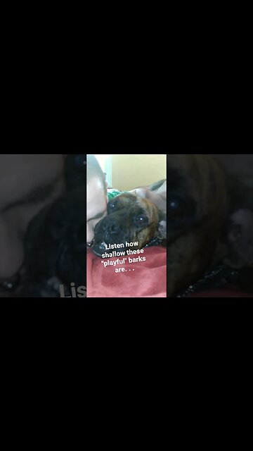 what's The 🐶 saying?🤔 #talkingdog #petdog #pets #growling #boxerdog #boxer #petdog #guarddog #dogs