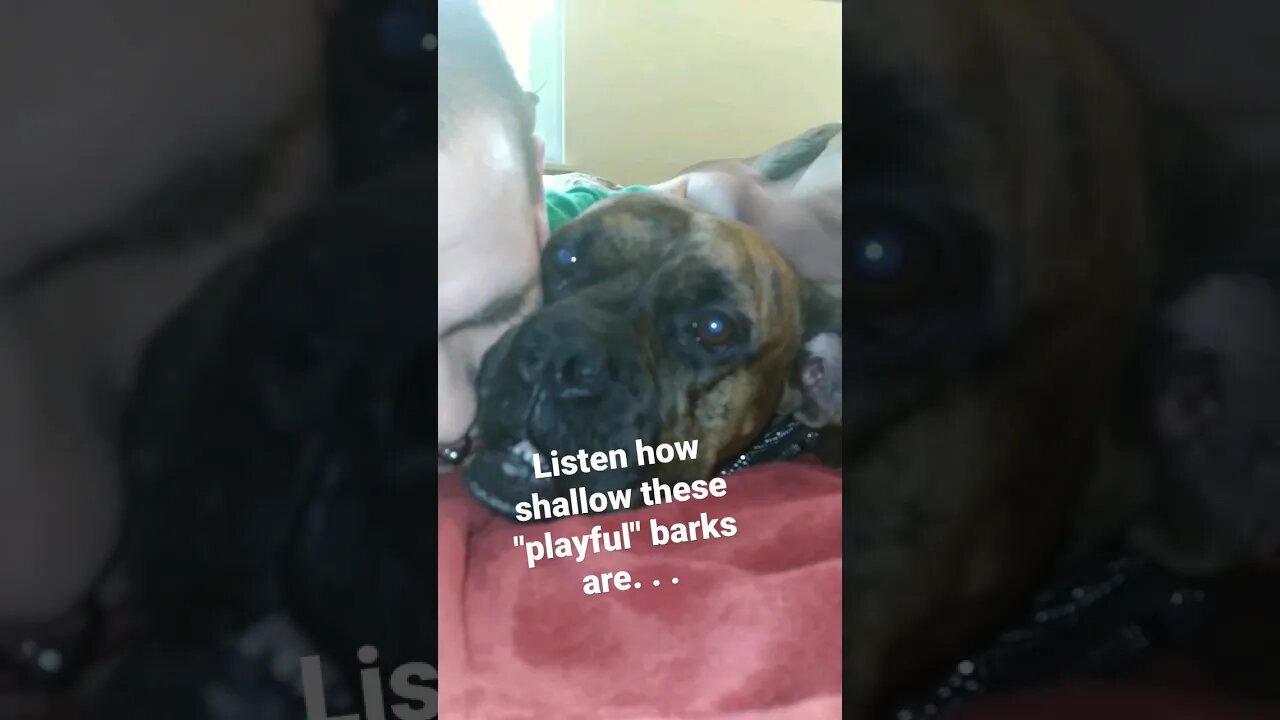 what's The 🐶 saying?🤔 #talkingdog #petdog #pets #growling #boxerdog #boxer #petdog #guarddog #dogs