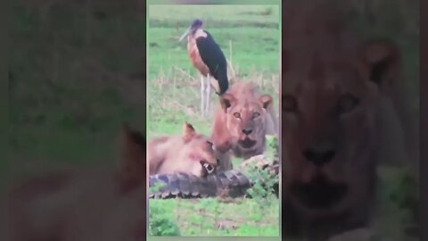 Lionesses hunting crocodile for his cubs