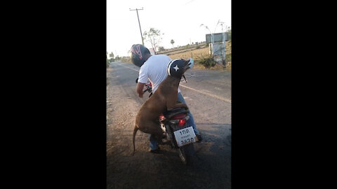 Funny Dog Gets Ready For A Bike Ride