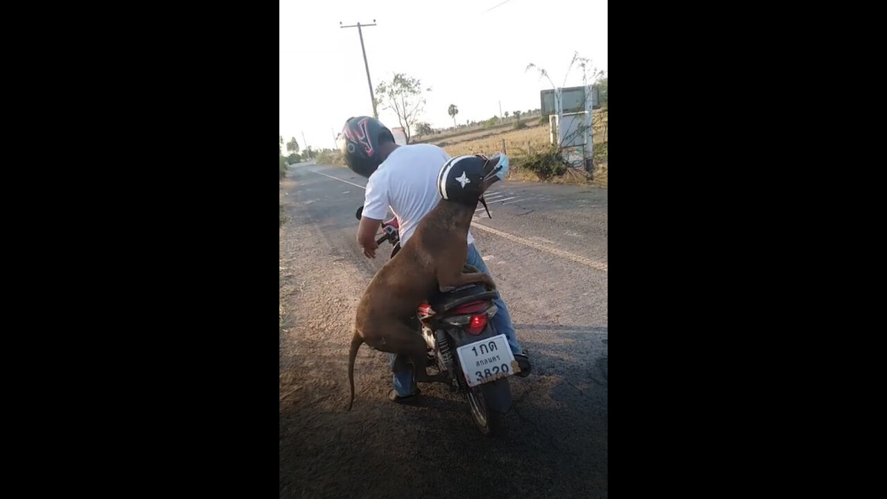 Funny Dog Gets Ready For A Bike Ride