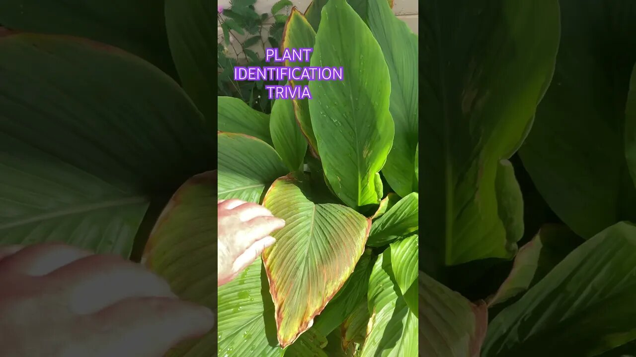 ❓NAME THE PLANT IN COMMENTS🌿 #alohamaui