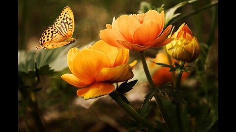 Gentle relaxation-drift music with beautiful full HD nature