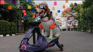 Dog shares skateboard ride with youngster!