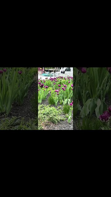 Lovely Philips Square Tulips