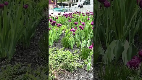 Lovely Philips Square Tulips