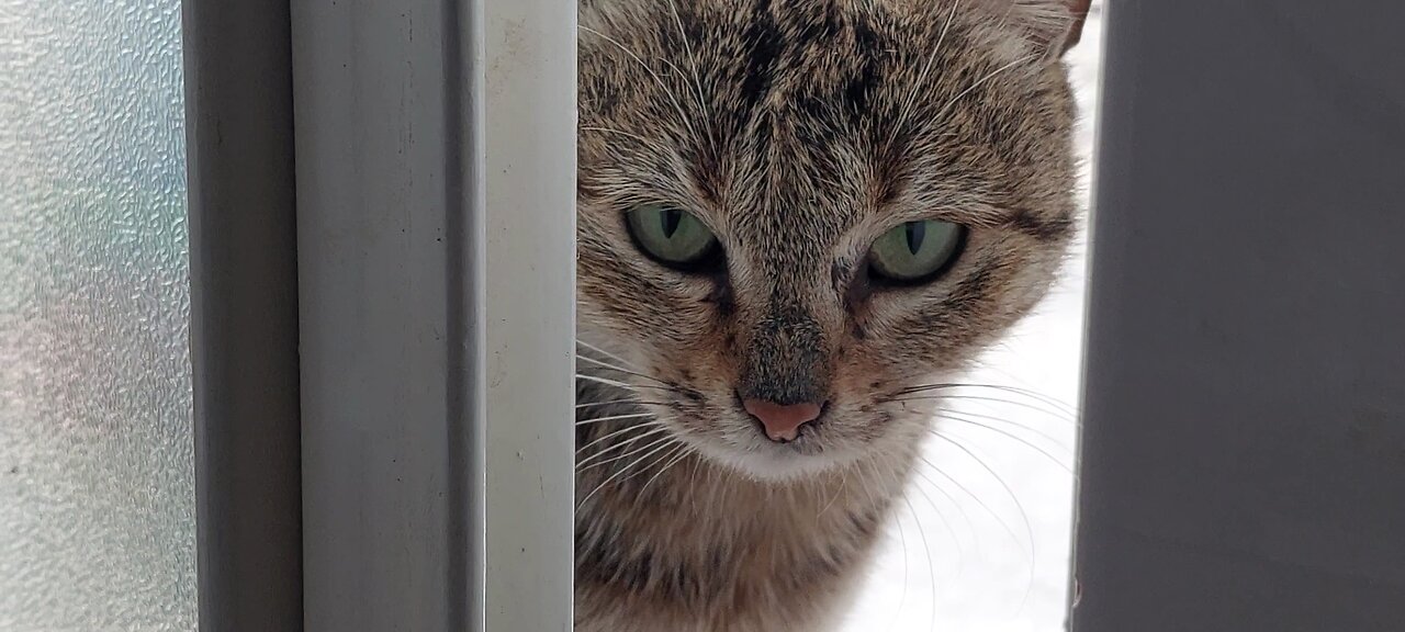 restless cat in cold weather