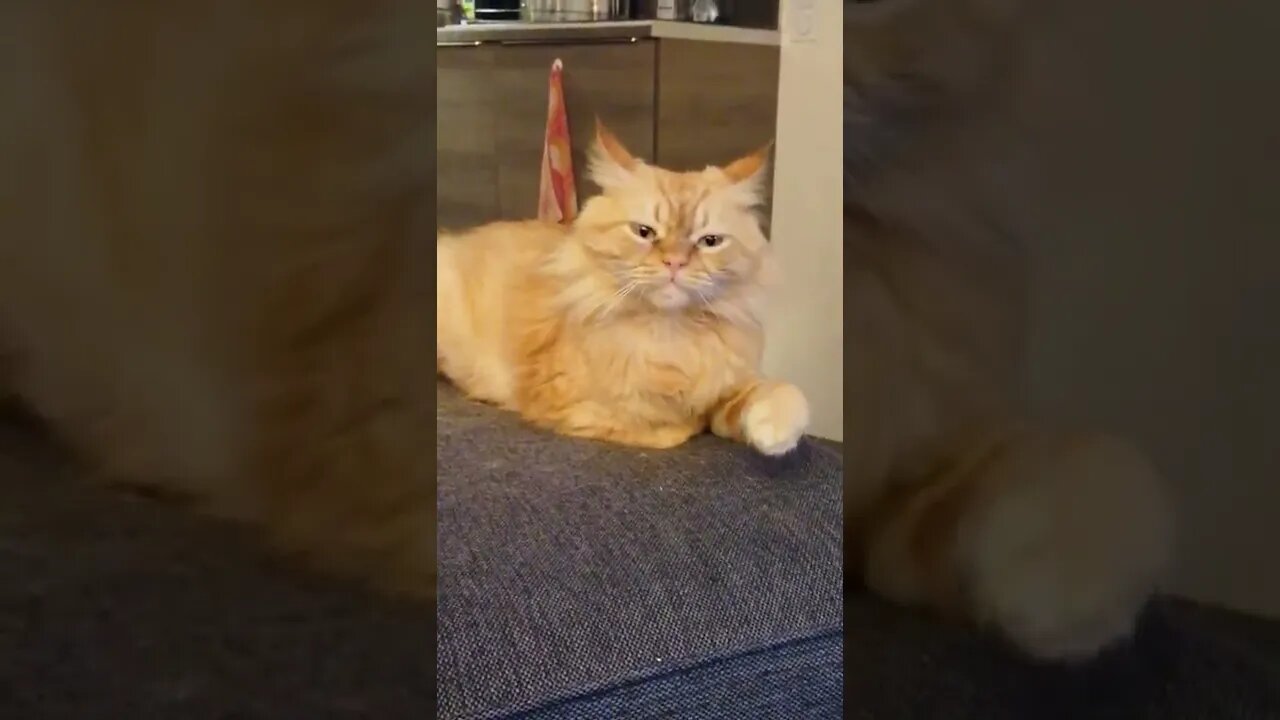 Can't stop winning arguments in his head