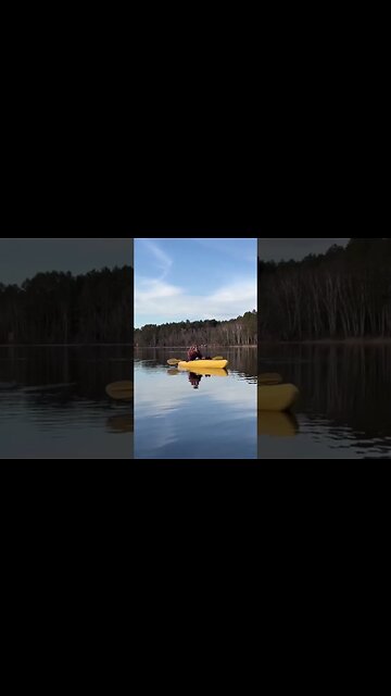 LOONS! One of THE coolest wildlife experiences of my life! #biwabikmn #loons #wildlife