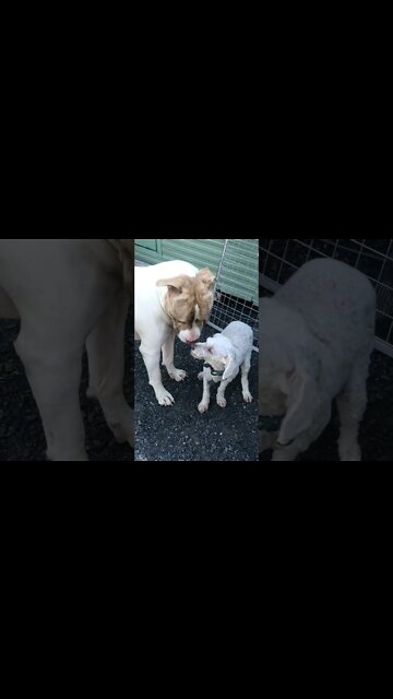 Small dog and large pit bull type dog finally make friends and big dog loses interest