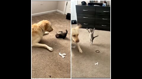 A dog playing with a kitten 🐈🐶