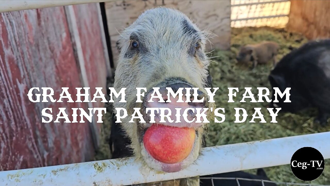 Graham Family Farm: Saint Patrick's Day