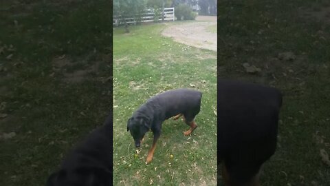 Rottweiler Gets Low 😂🤣 #rottweiler #shorts