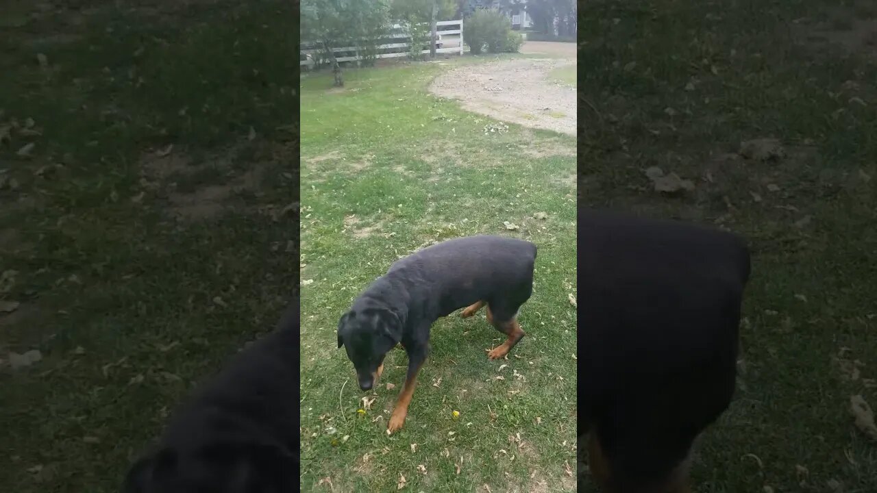 Rottweiler Gets Low 😂🤣 #rottweiler #shorts