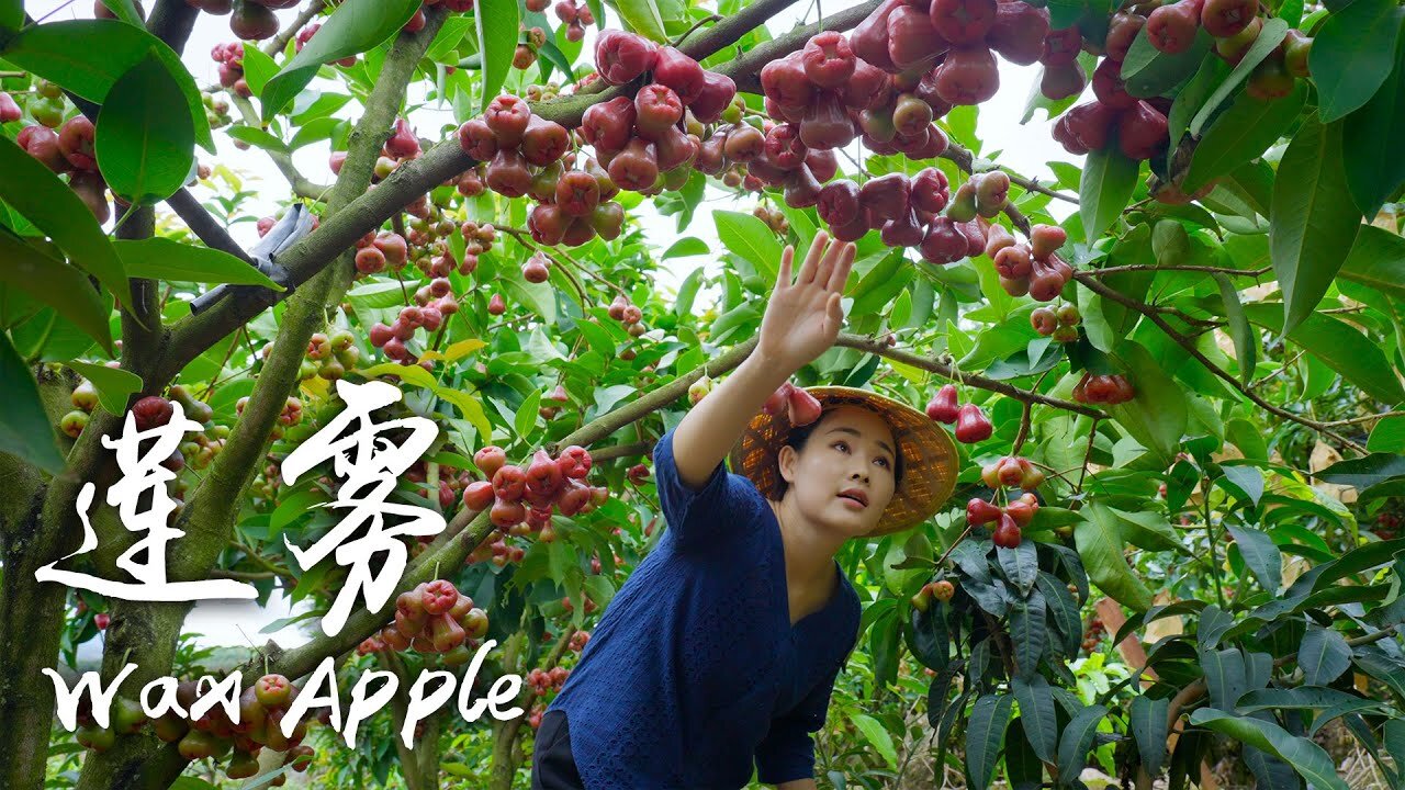 「One Fruit for a Table」 Wax Apple - "Mineral Water" Growing on Trees