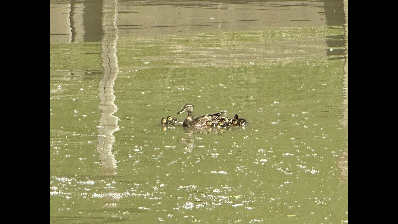 Mrs duck makes it to the river