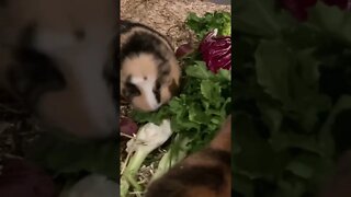 My Guinea pigs having a midnight snack