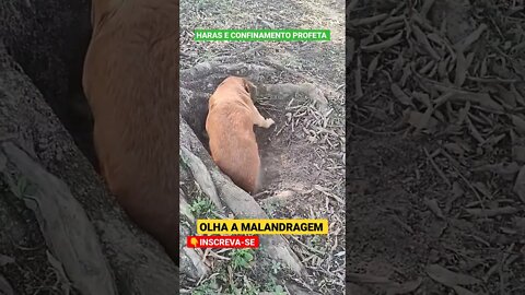 olha a malandragem, e depois falam que ele não é malandro 😁😃. #shorts #cachorro #roça #agro