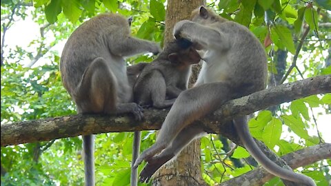 Young Mother Monkey Nurses Her Baby On High Tree