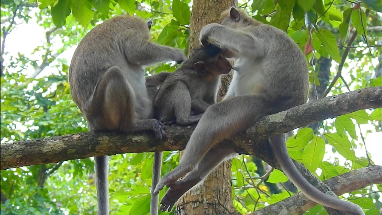 Young Mother Monkey Nurses Her Baby On High Tree