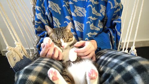 This Cat Likes Sitting in My Arms