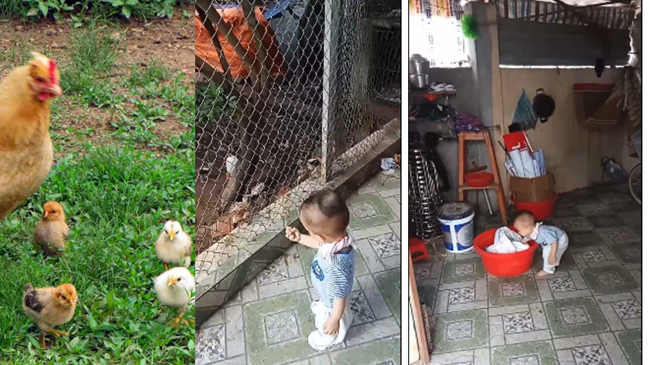 15-month-old children feed chickens.