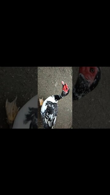 Good Morning Muscovy Drakes