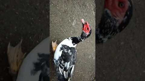 Good Morning Muscovy Drakes